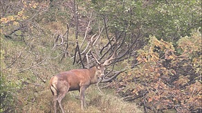 Platzhirsch verjagt Beihirsch